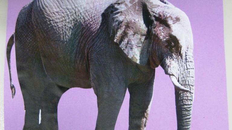 L'elefant